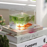 Clear Acrylic Plant Pot