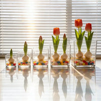 Clear Acrylic Plant Pot
